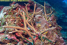 staghorn coral